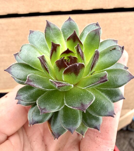 Jaunstāds - Saulrietenis 'Smaragd'