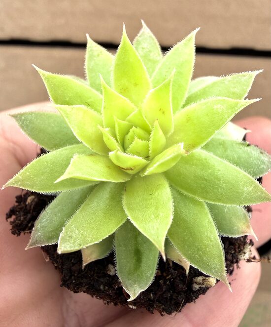 Jaunstāds - Saulrietenis 'Electric Lime'