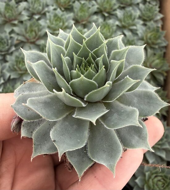 Jaunstāds - Saulrietenis 'Glacier Blue'