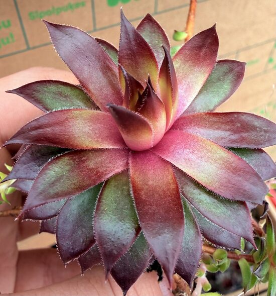 Jaunstāds - Saulrietenis 'Pineapple Paradise'