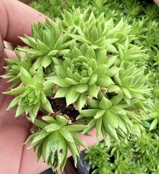 Jaunstāds - Saulrietenis 'Key Lime Kiss'