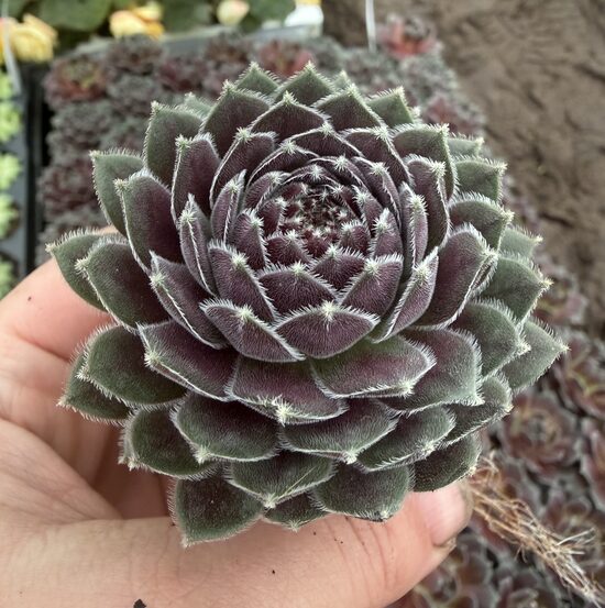 Jaunstāds - Saulrietenis 'Berry Bomb'