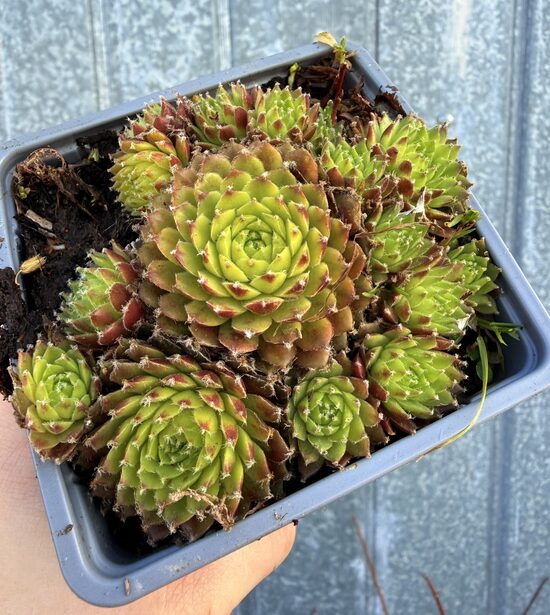 Saulrietenis 'Red n' Yellow'