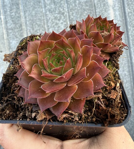 Saulrietenis 'Bronze Sunset'