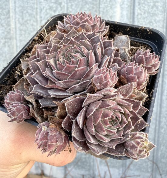 Saulrietenis 'Aquila'