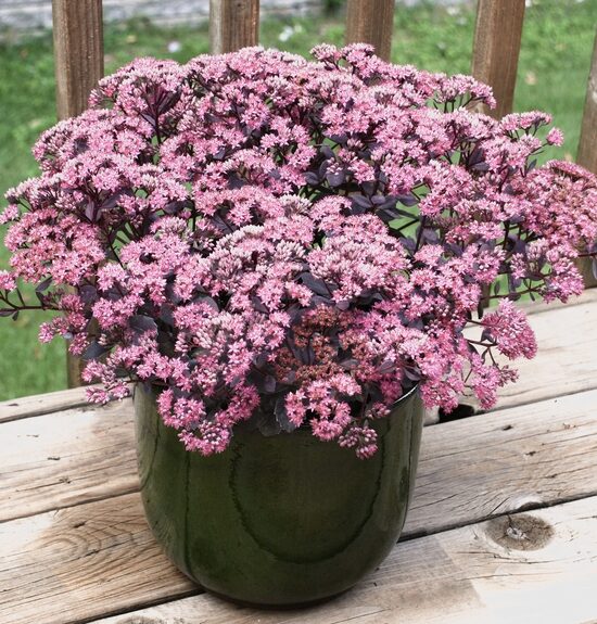 Čīkstene “Globe Pink”