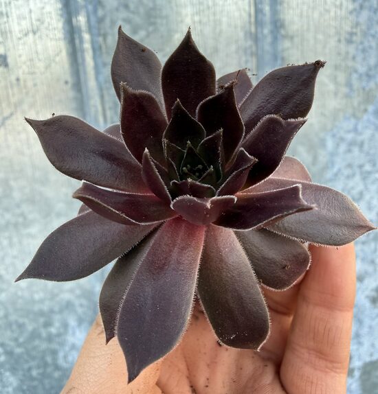 Jaunstāds - Saulrietenis 'Chocolate Kiss'