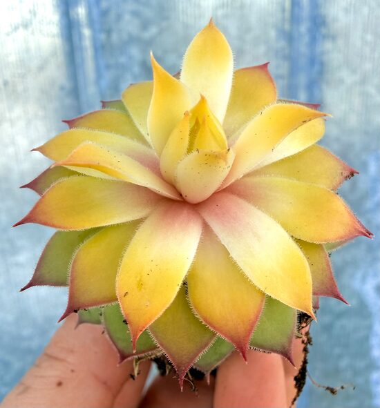 Jaunstāds - Saulrietenis 'Sunny Side Up'