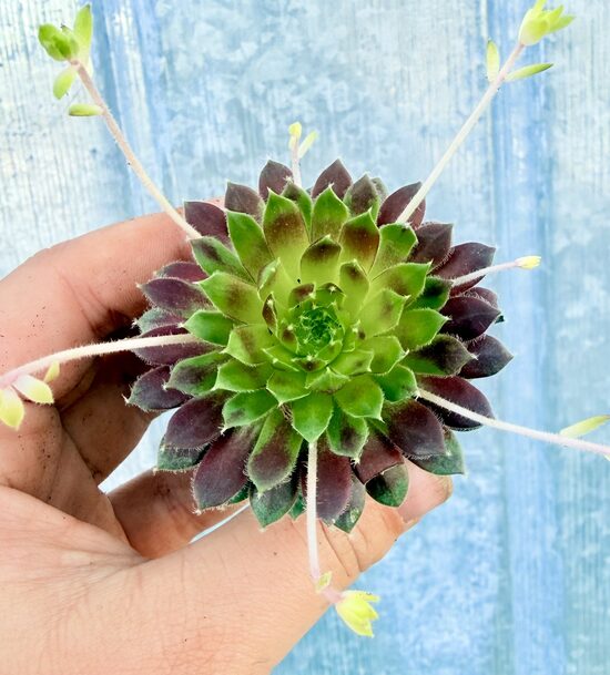 Jaunstāds - Saulrietenis 'Cinnamon Starburst'