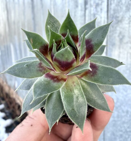 Jaunstāds - Saulrietenis 'Cranberry Thistle'