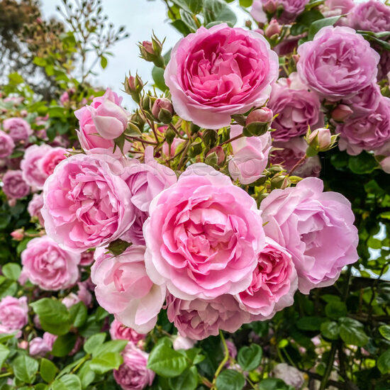 Vīteņroze 'Jasmina'