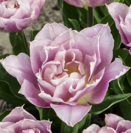 Tulpe 'Katinka'