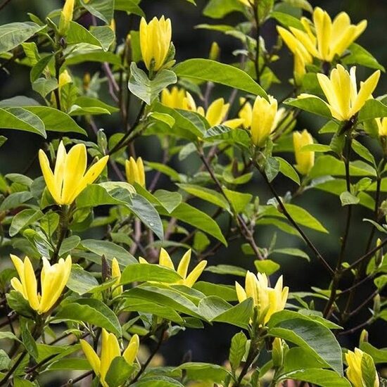 Magnolija 'Daphne'