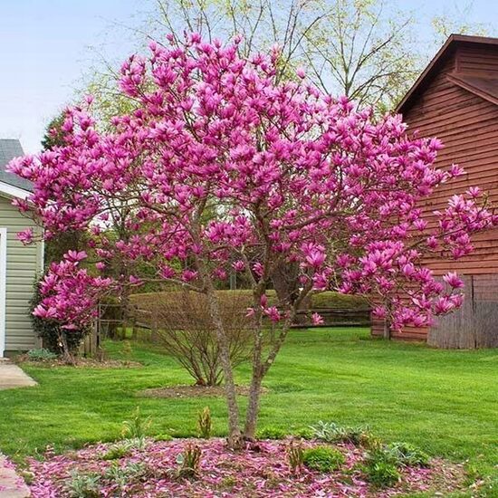 Magnolija 'Susan'