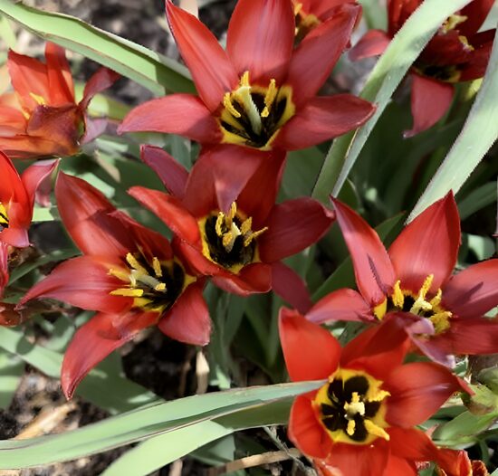 Aušera tulpe 'Mara'