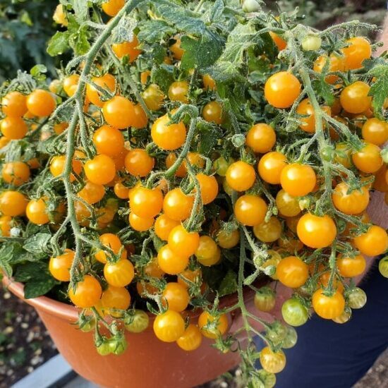 Balkona tomāti 'Microberry' (stāds)