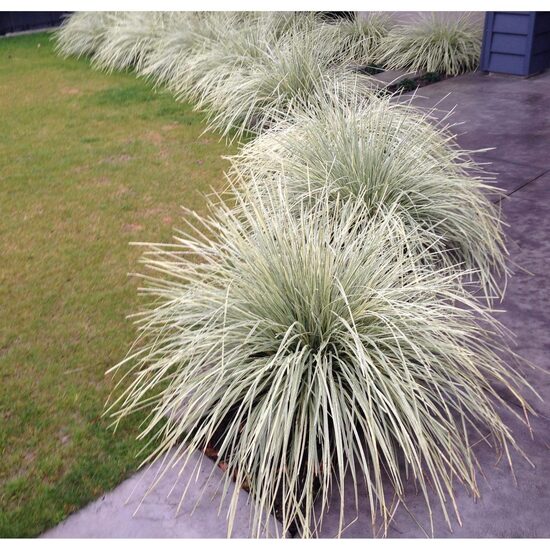 Lomandra 'White Sands'