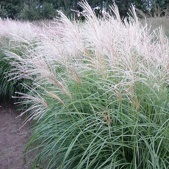 Miskante 'Graziella'