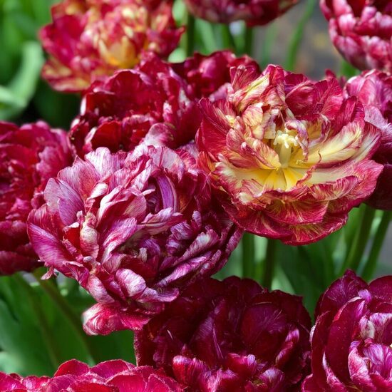 Tulpe 'Nachtwatch'
