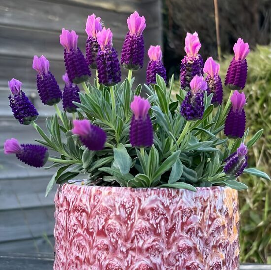 Franču lavanda 'Neon Purple'