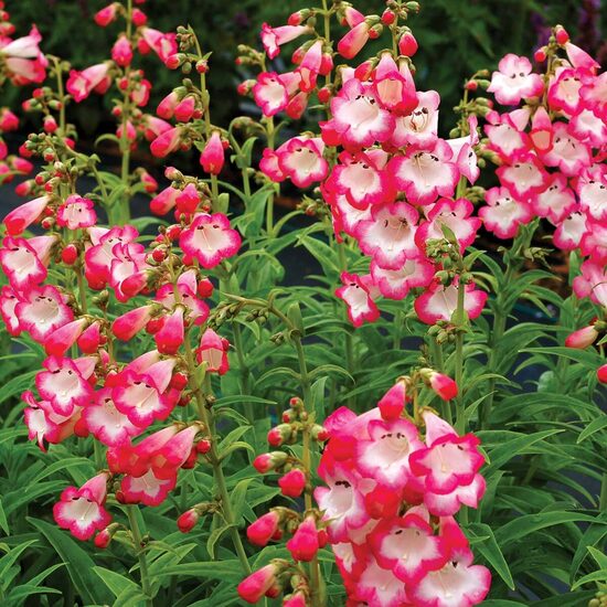 Penstemone 'Starwberries and Cream'