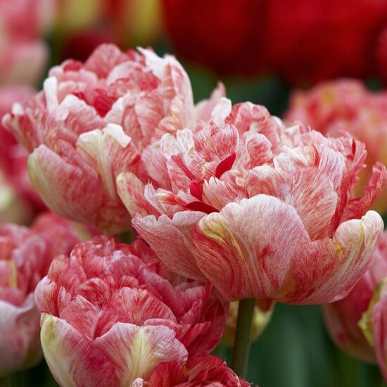 Tulpe 'Peptalk'