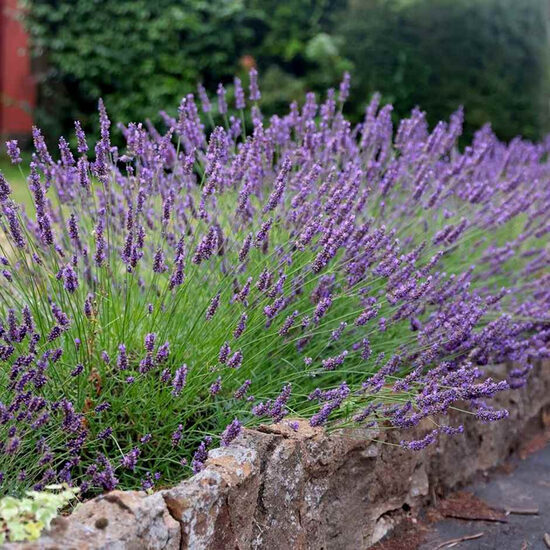 Hibrīdā lavanda 'Phenomenal' 