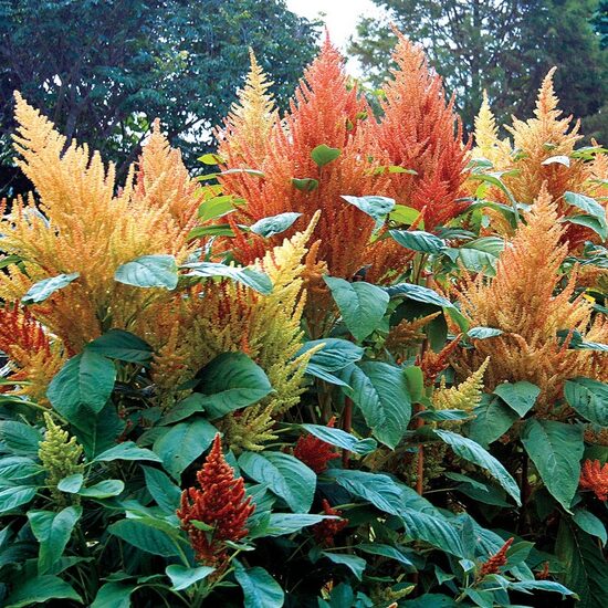 Amarants 'Autumn Torch'