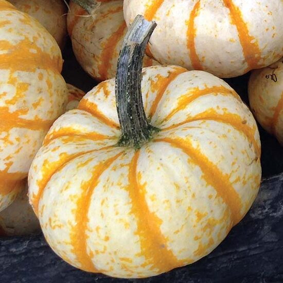 Ķirbis 'Little Pump-Ke-Mon F1'