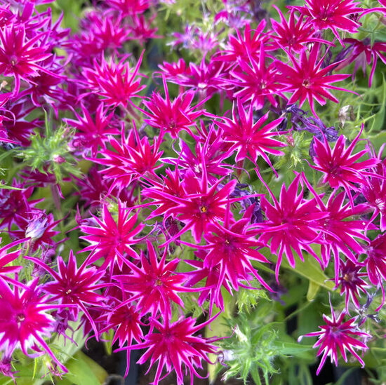 Vasaras floksis 'Popstars Purple'