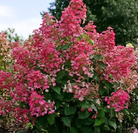 Hydrangea 'Little Quick Fire'