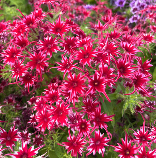 Vasaras floksis 'Popstars Red'