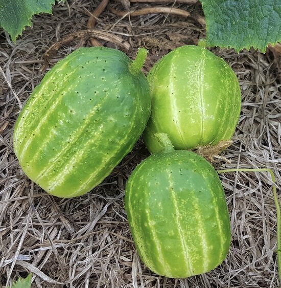 Gurķi 'Richmon Green Apple'
