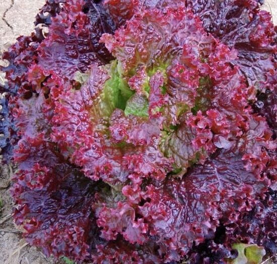 Salāti 'Rosela'