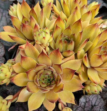 Saulrietenis 'Leo'
