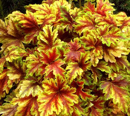 Heucherella 'Golden Zebra'