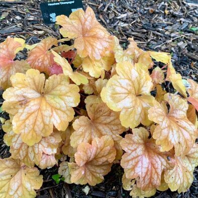 Heuchera 'Champagne'
