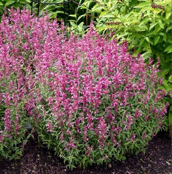 Agastače 'Rosie Posie' 