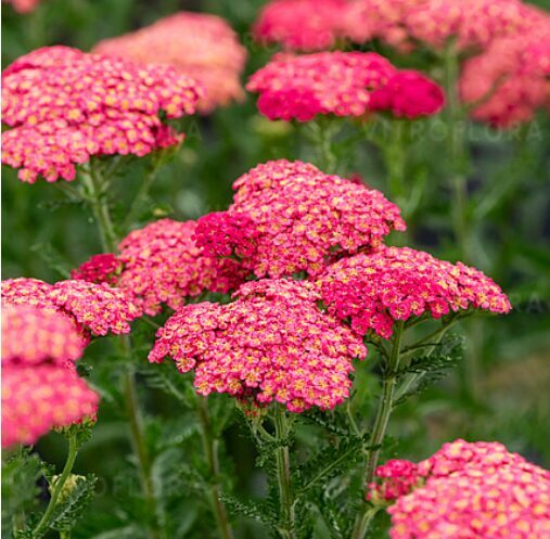 Pelašķis 'Sassy Summer Taffy' (pieejams no jūnija)