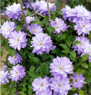 Mežvītenis 'Teshio'  (pieejams no jūnija)