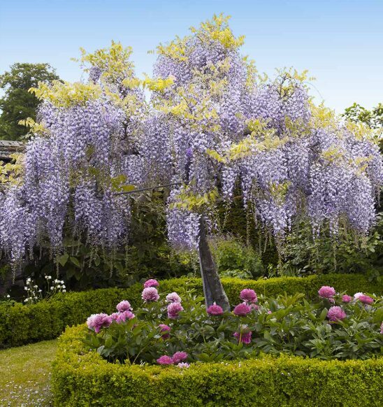 Vistērija 'Blue-White'