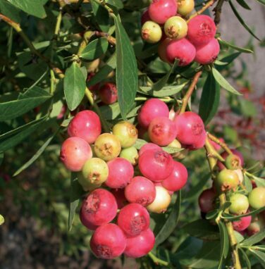 Krūmmellene 'Pink Lemonade'