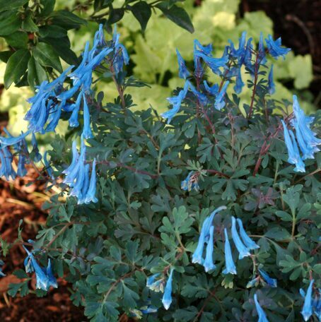 Cīrulītis “Blue Heron” 