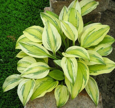 Hosta 'Captain's Adventure'  (pieejams no jūnija)