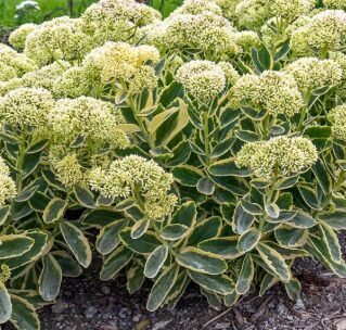 Čīkstene 'Frosted Fire'  (pieejams no jūnija)