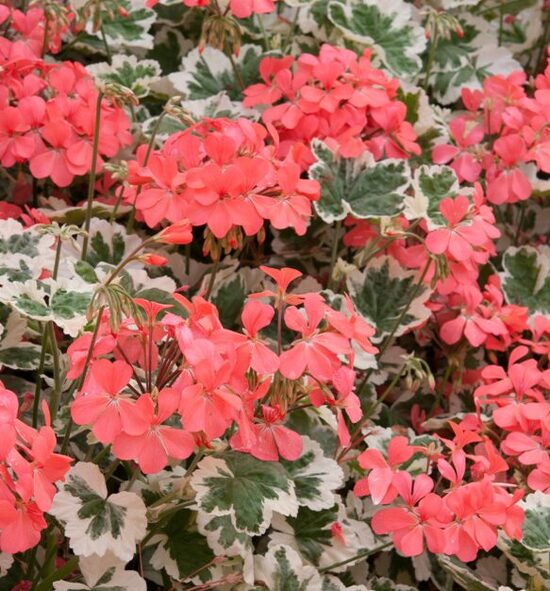 Pelargonija 'Frank Headley'  (pieejams no jūnija)