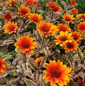 Saulesactiņa 'Orange Marble'  (pieejams no jūnija)