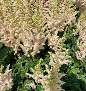 Astilbe 'Creamy Pearls'  (pieejams no jūnija)