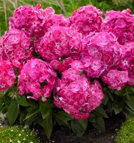 Zemais floksis 'Sweet Tart' (pieejams no jūnija)