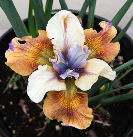 Sibīrijas īriss 'Colonel Mustard'  (pieejams no jūnija)